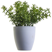 pot